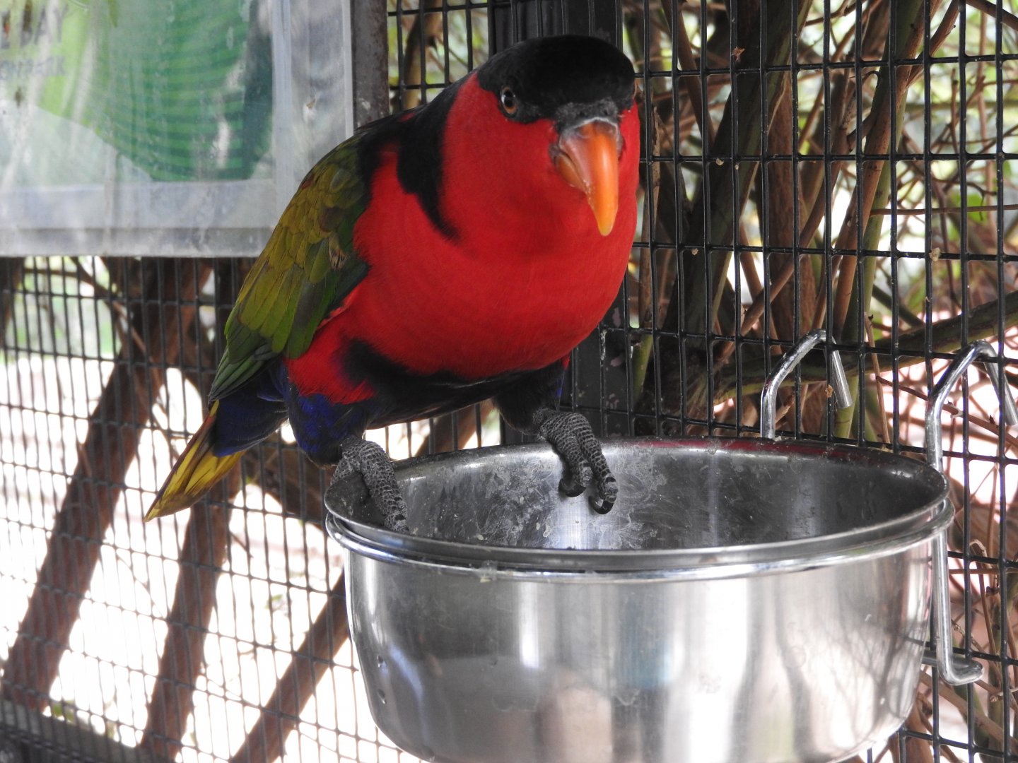 Black-capped Lory