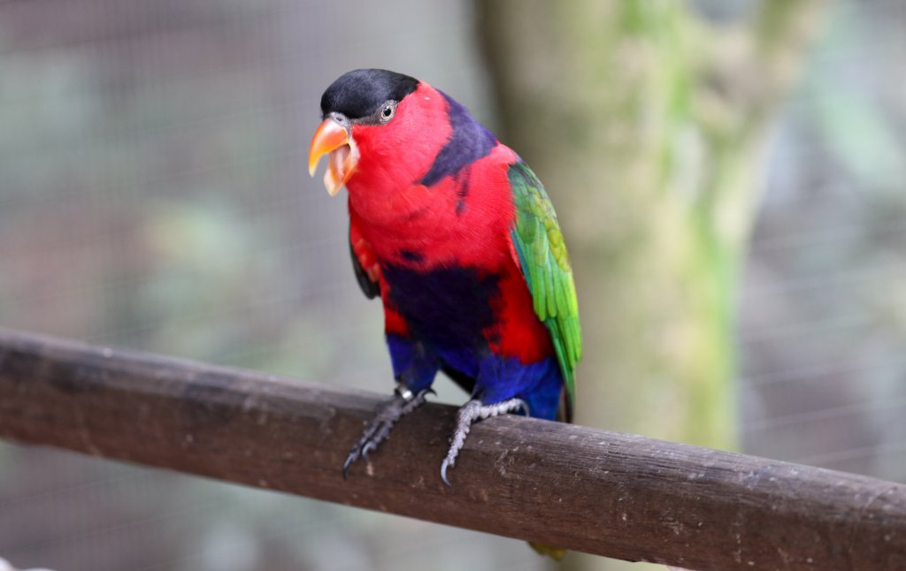 Black-capped Lory