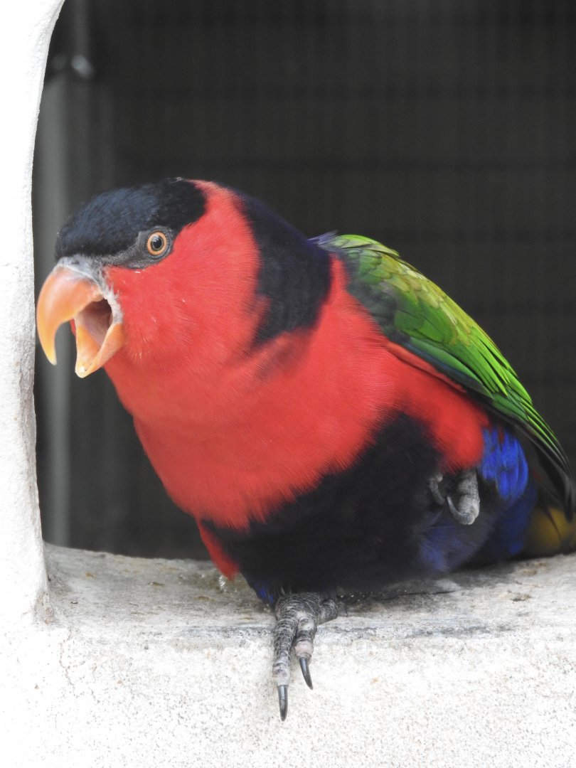 Black-capped Lory
