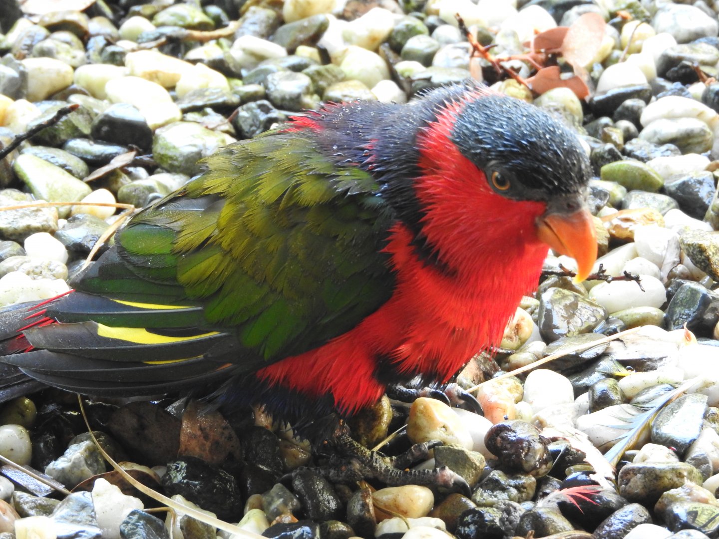 Black-capped Lory