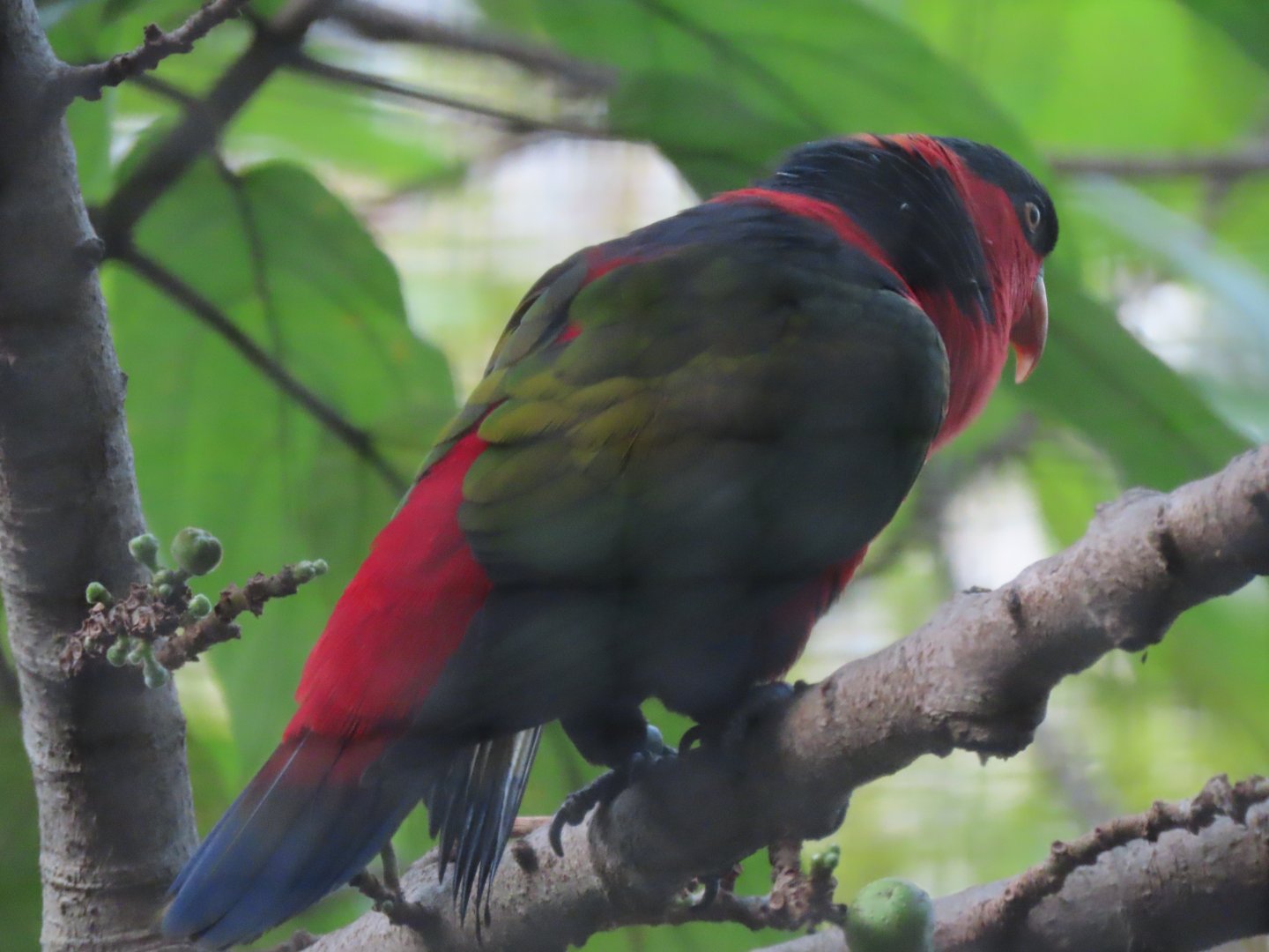 Black capped lory