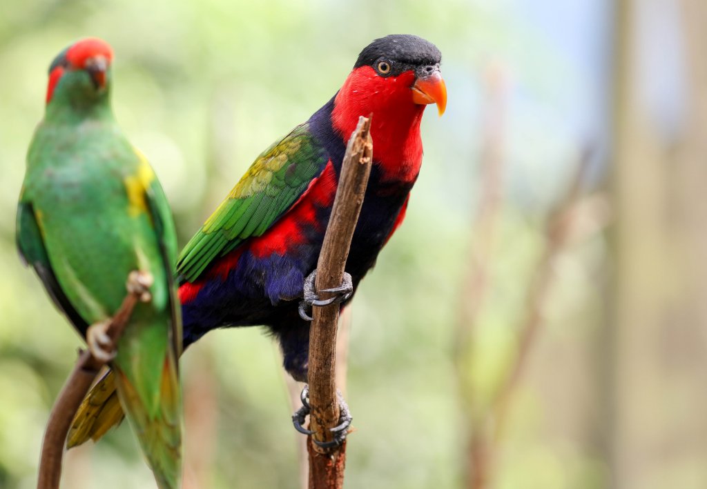Black-capped Lory