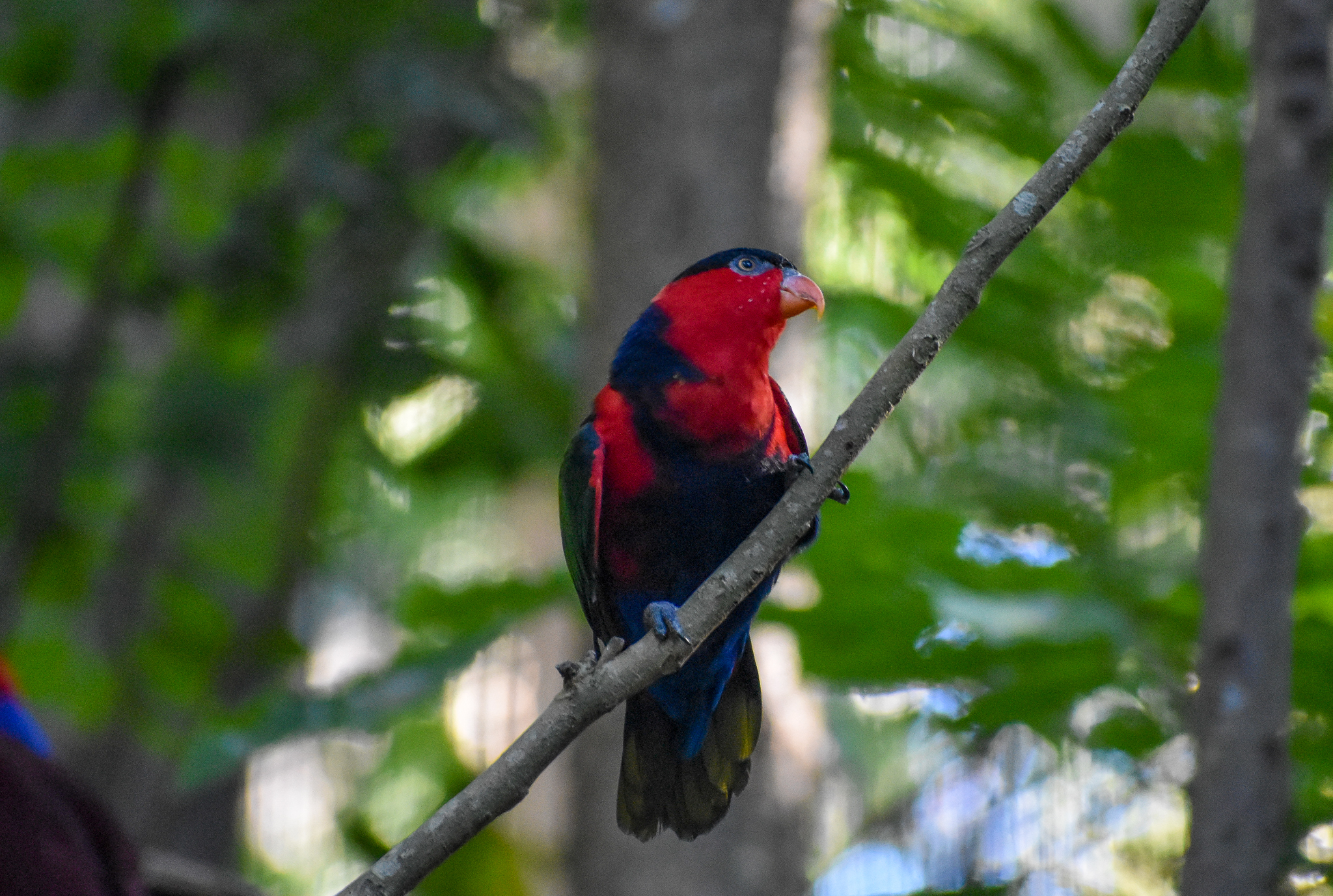 Black-capped Lory