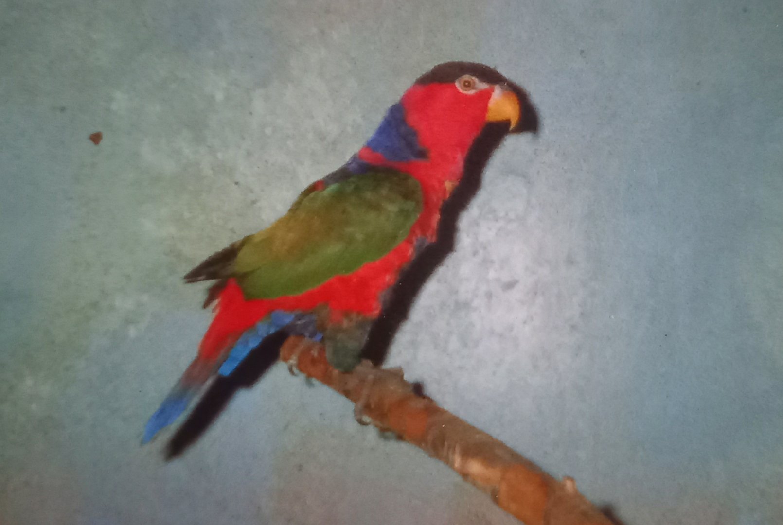 Black-capped lory