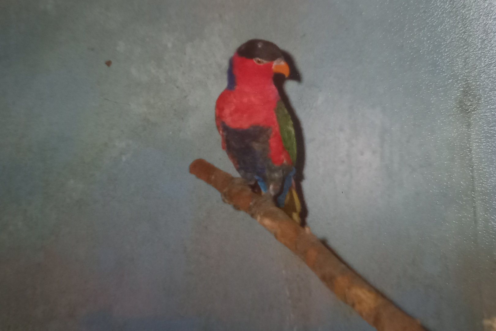 Black-capped lory