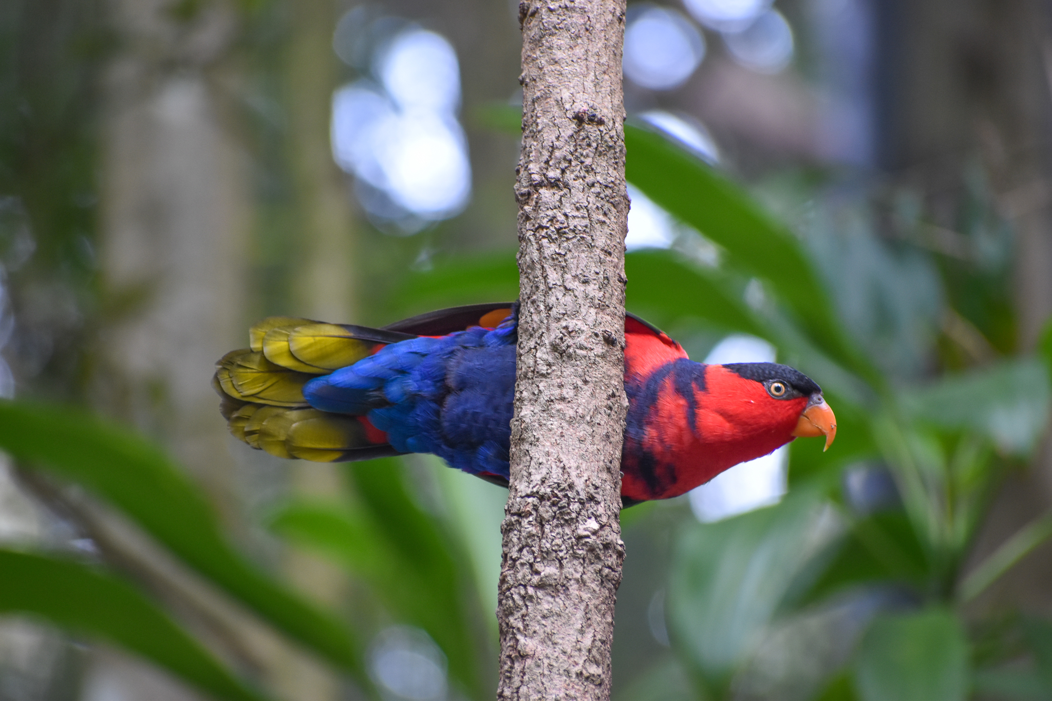 Black-capped Lory