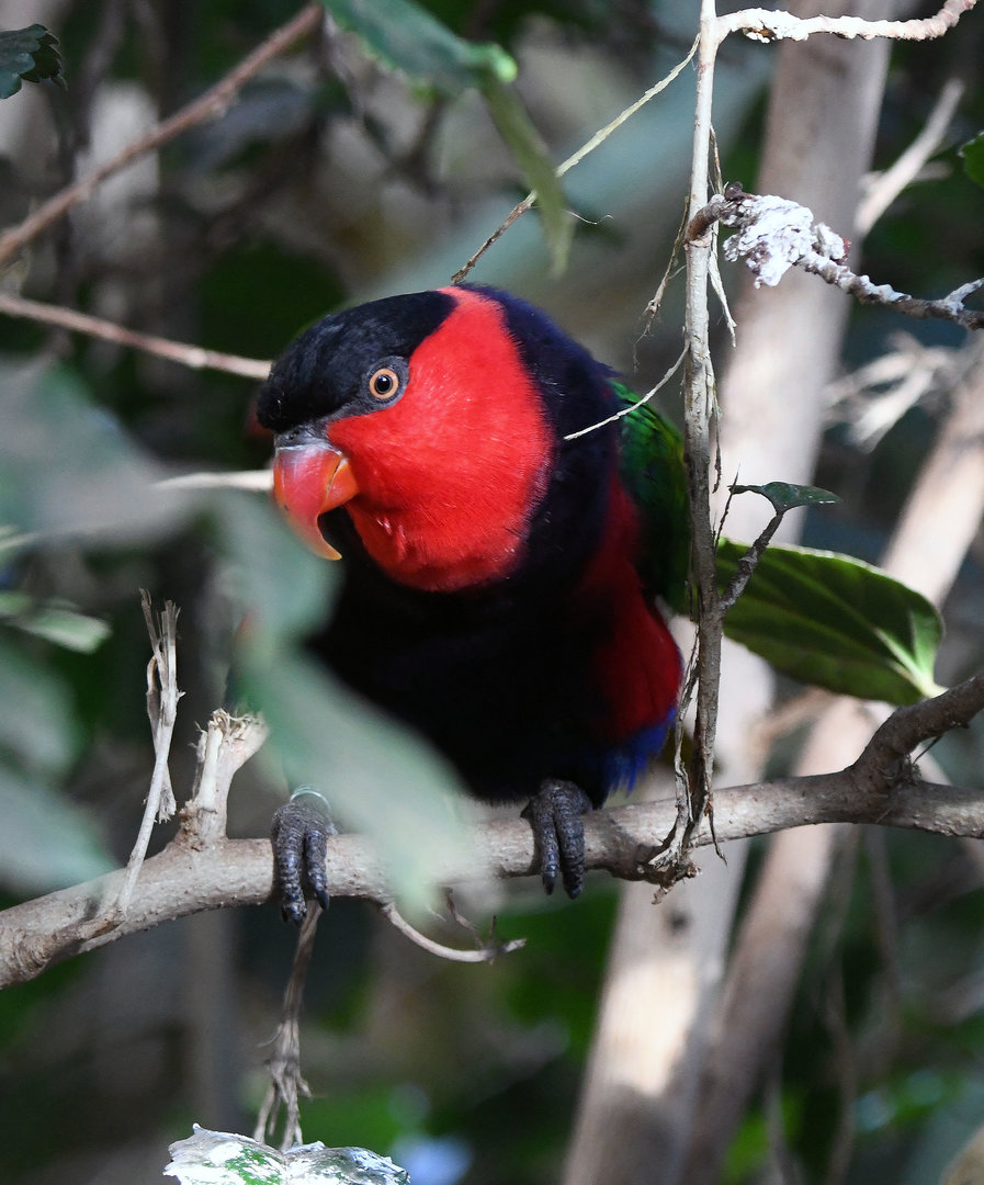 Black capped lory