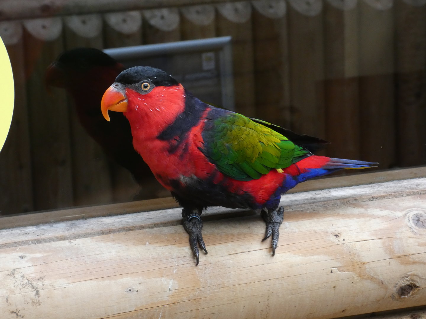 Black-capped lory