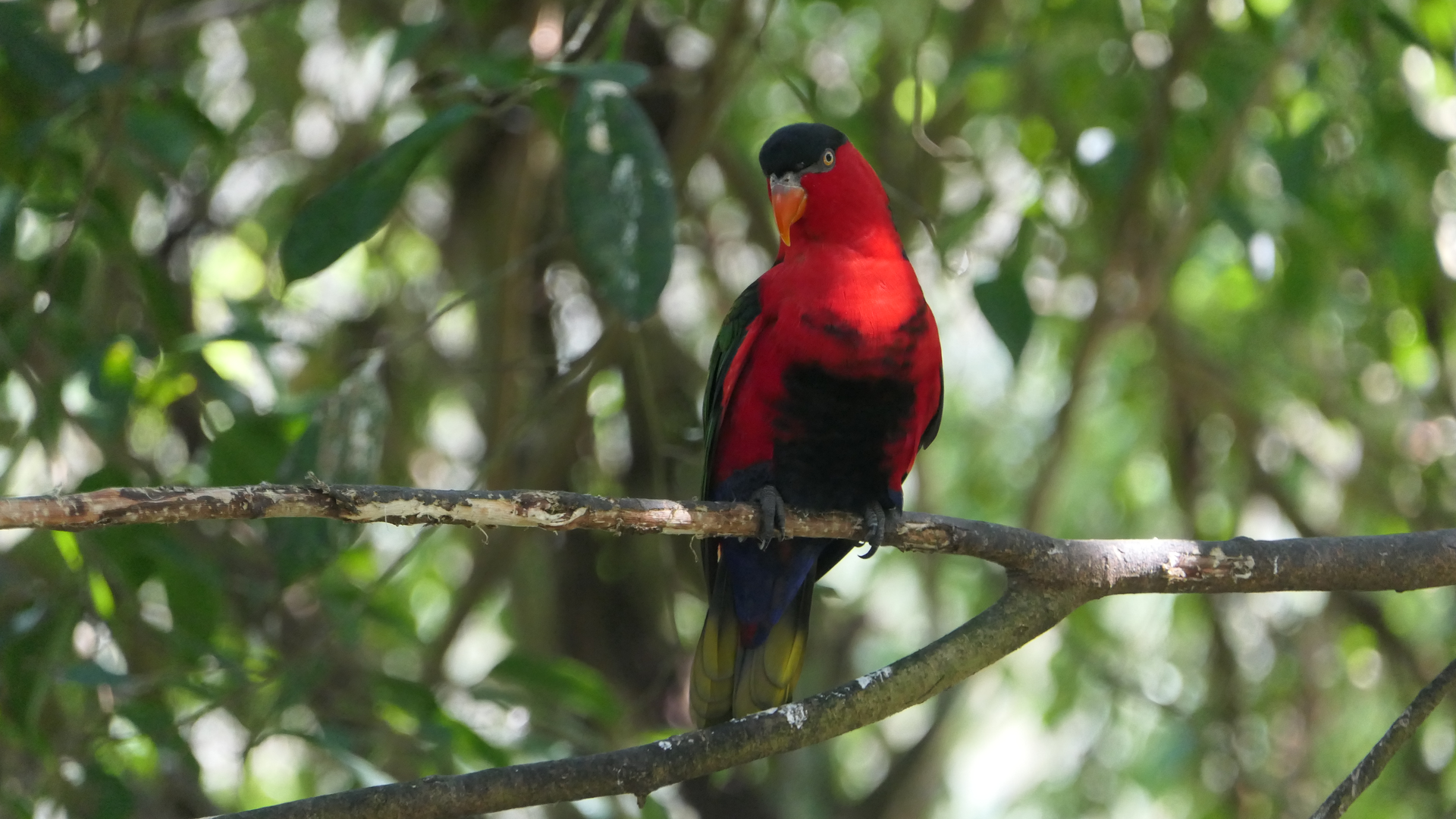 Black-capped Lory