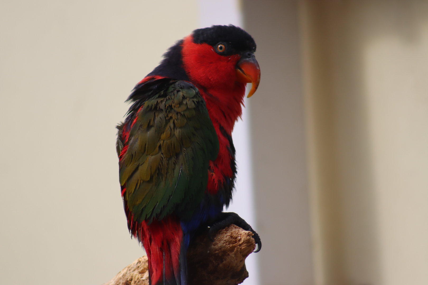 Black-capped lory