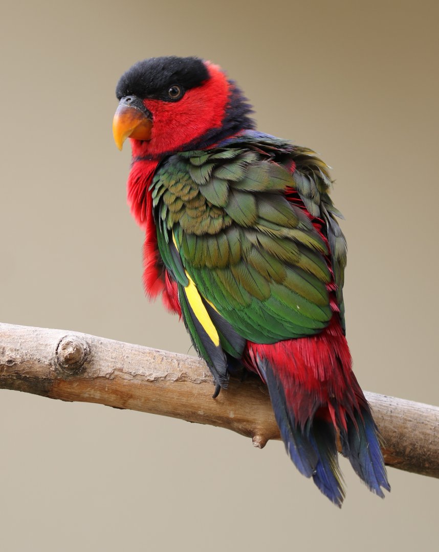Black-capped Lory