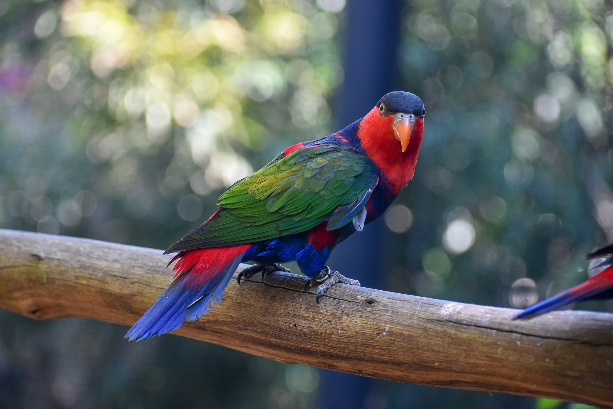 Black-capped Lory