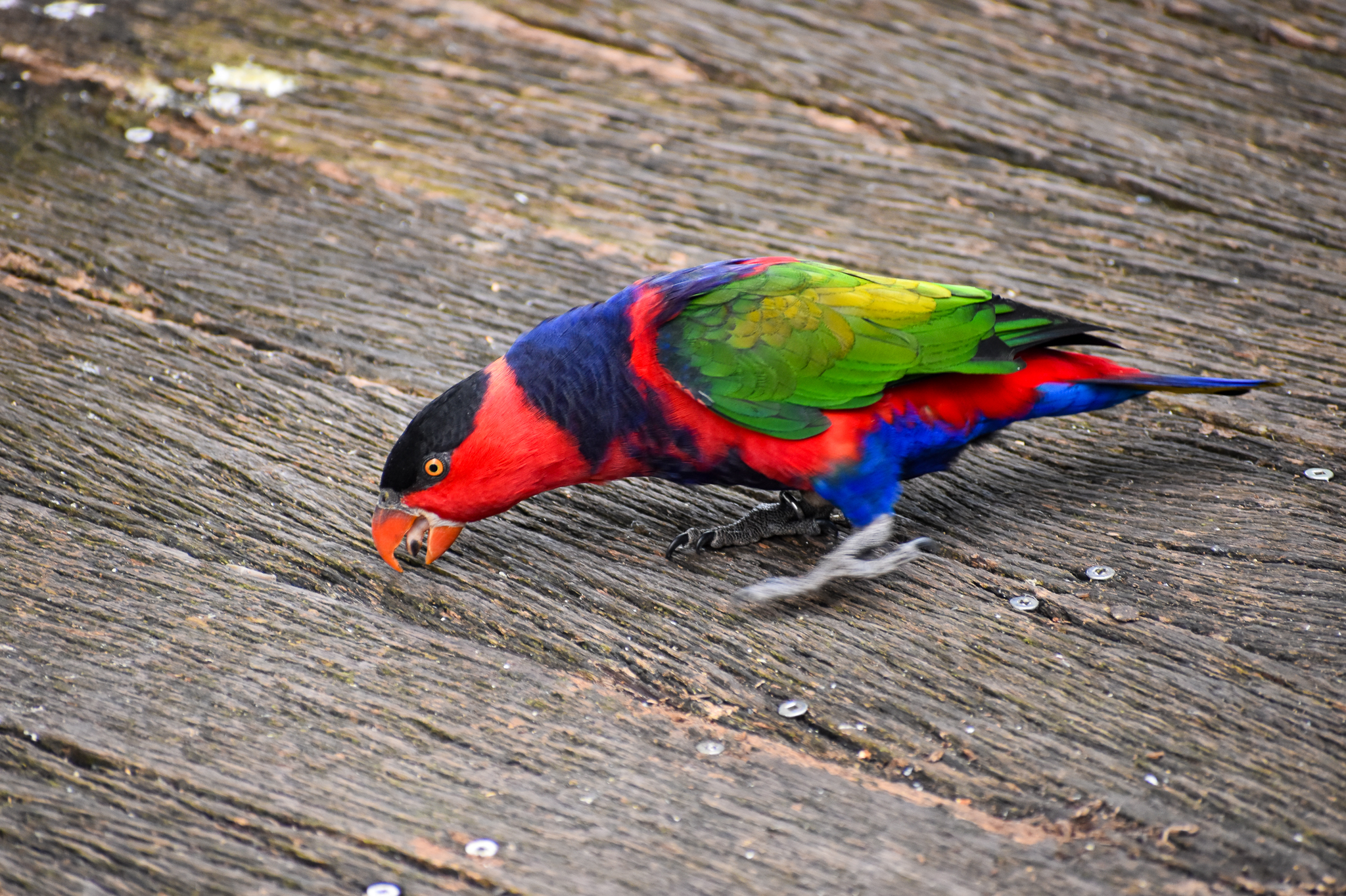 Black-capped Lory