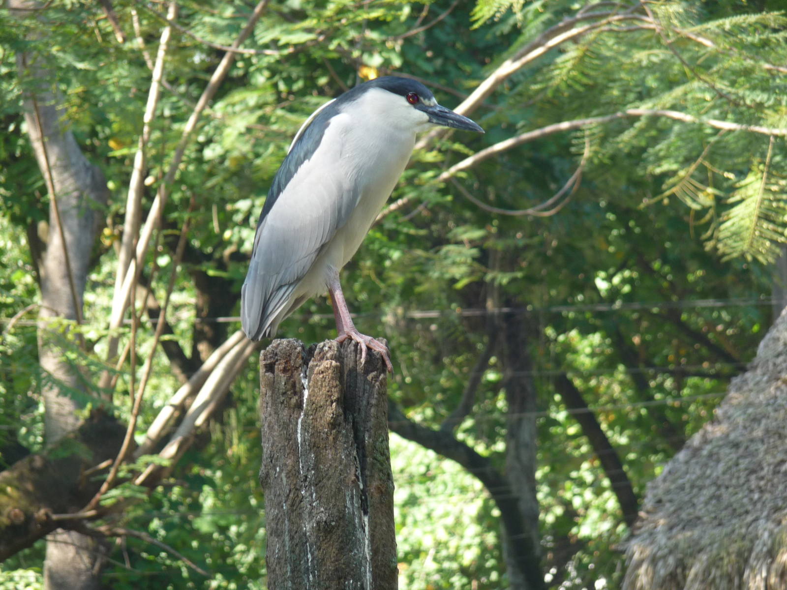 black capped night heron