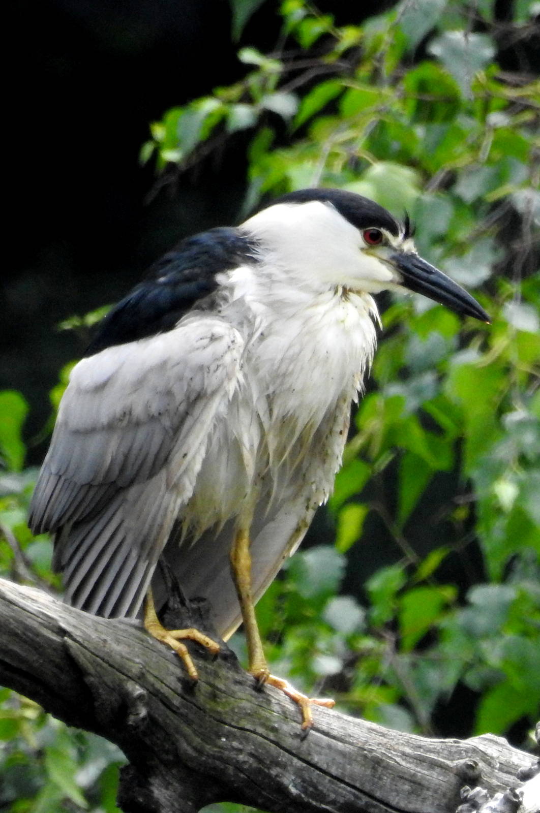 Black Capped Night Heron