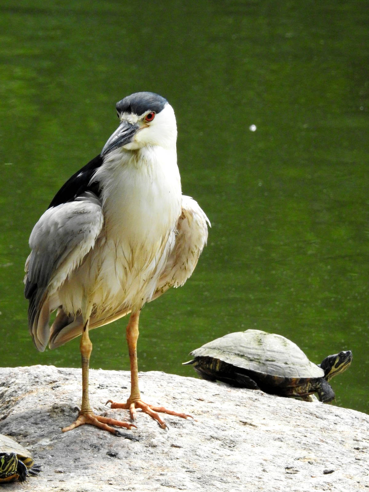 Black Capped Night Heron