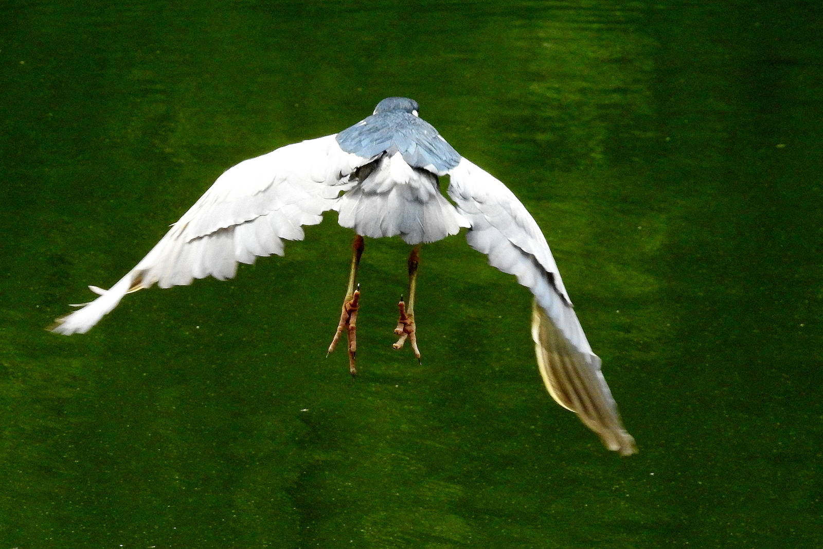 Black Capped Night Heron