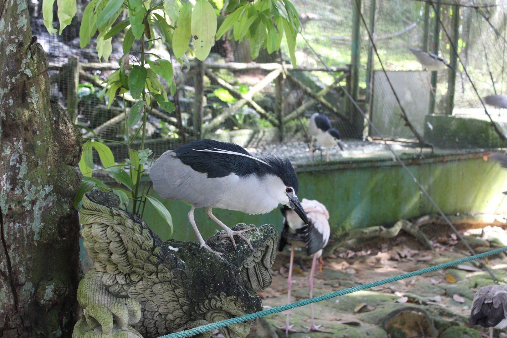 Black capped night heron