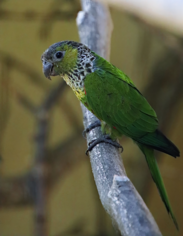Black-capped parakeet (Pyrrhura rupicola)