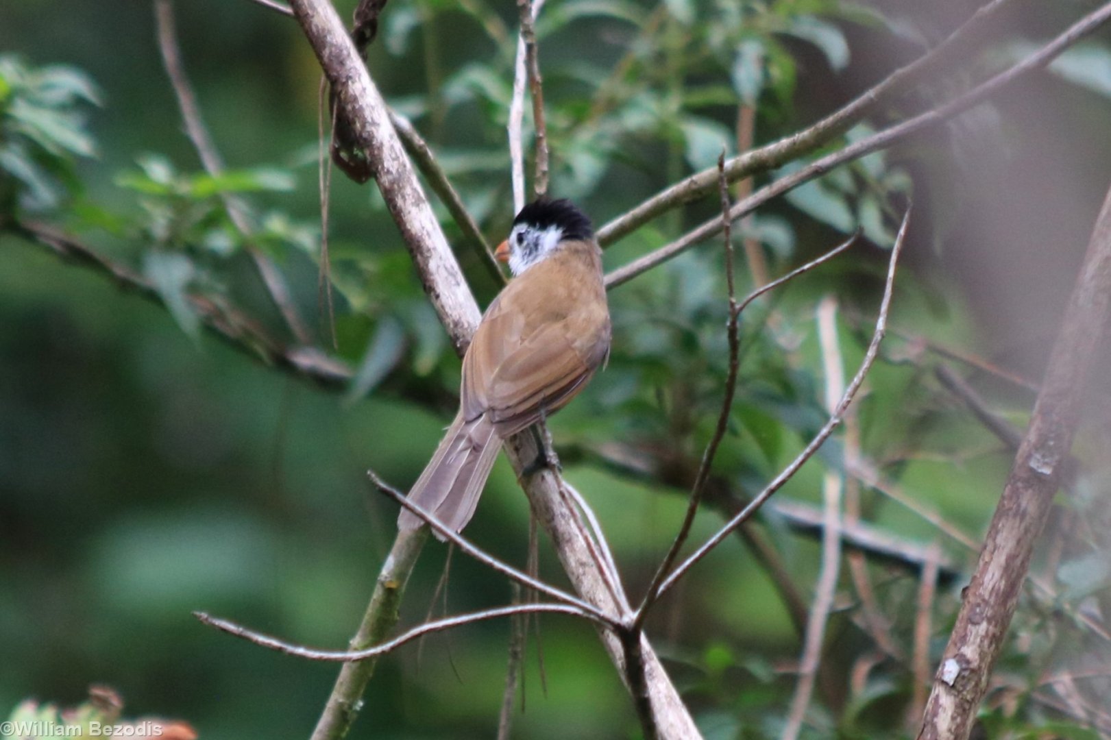 Black-capped Parrotbill - Da Tien