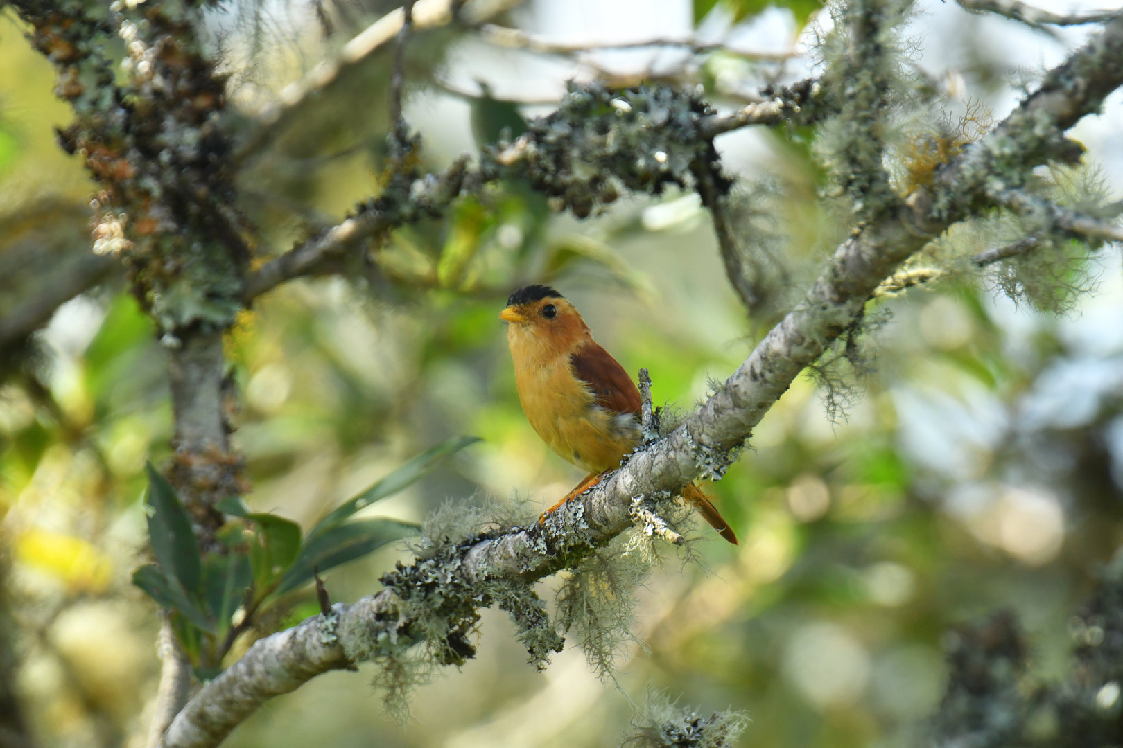 Black-capped Piprites Piprites pileata