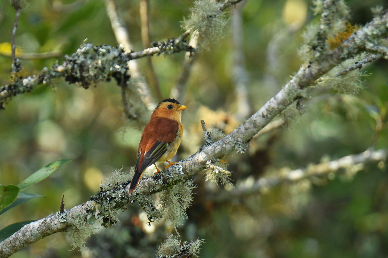 Black-capped Piprites Piprites pileata