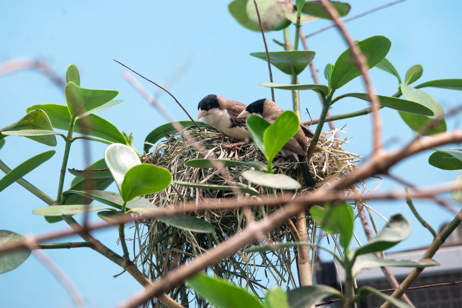 Black-capped Sociable Weavers- (Pseudonigrita cabanisi)
