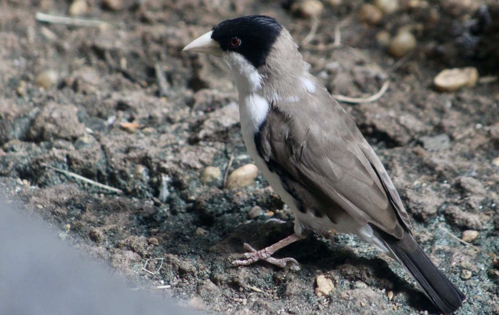 Black-Capped Social Weaver (Pseudonigrita cabanisi)