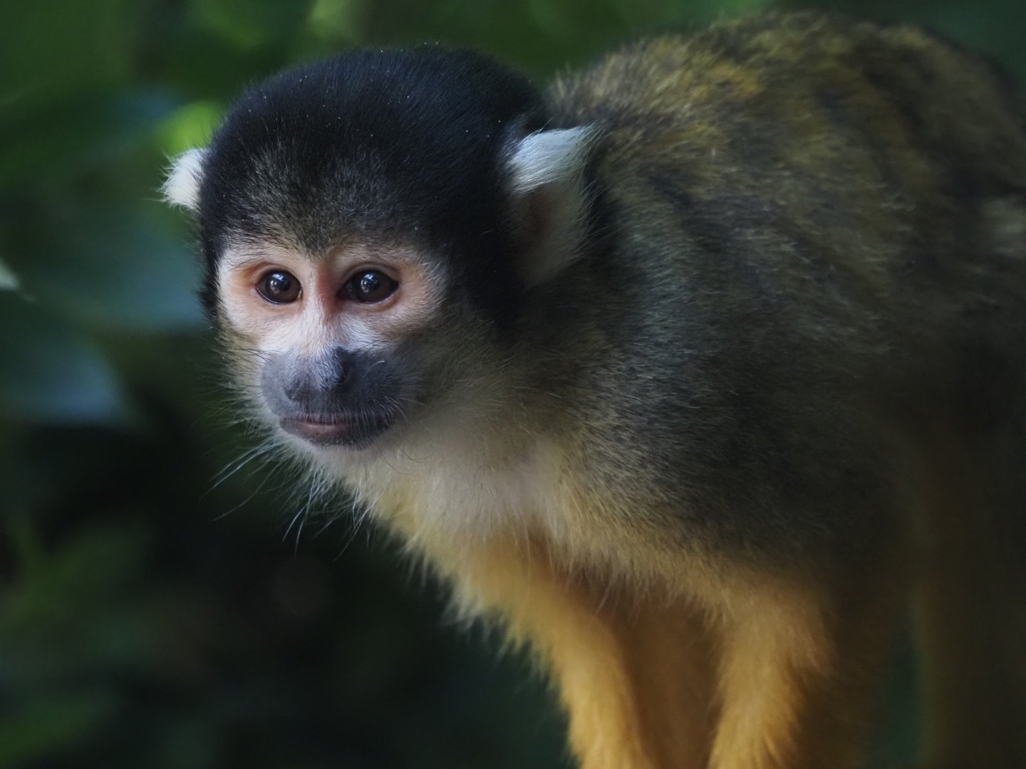 Black-Capped Spider Monkey 3