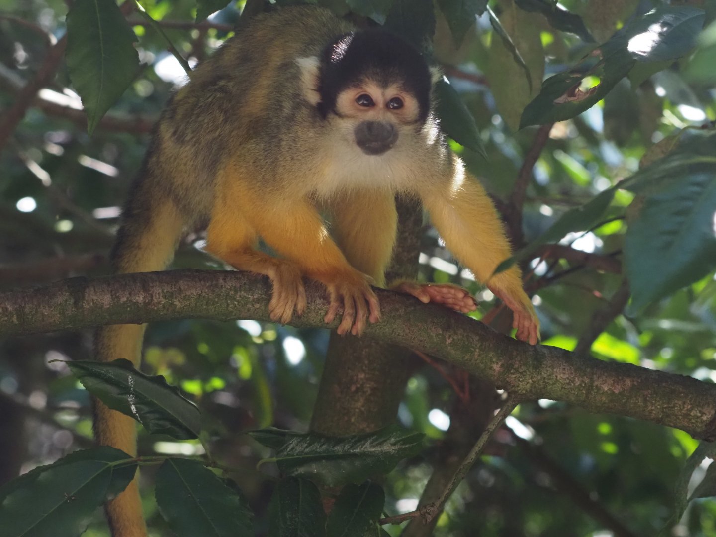 Black-Capped Squirrel Monkey 1