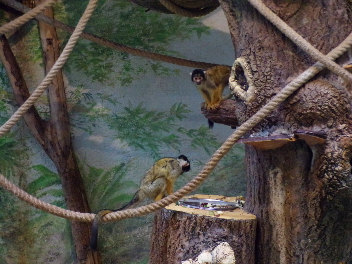 Black-capped squirrel monkey 13.7.25
