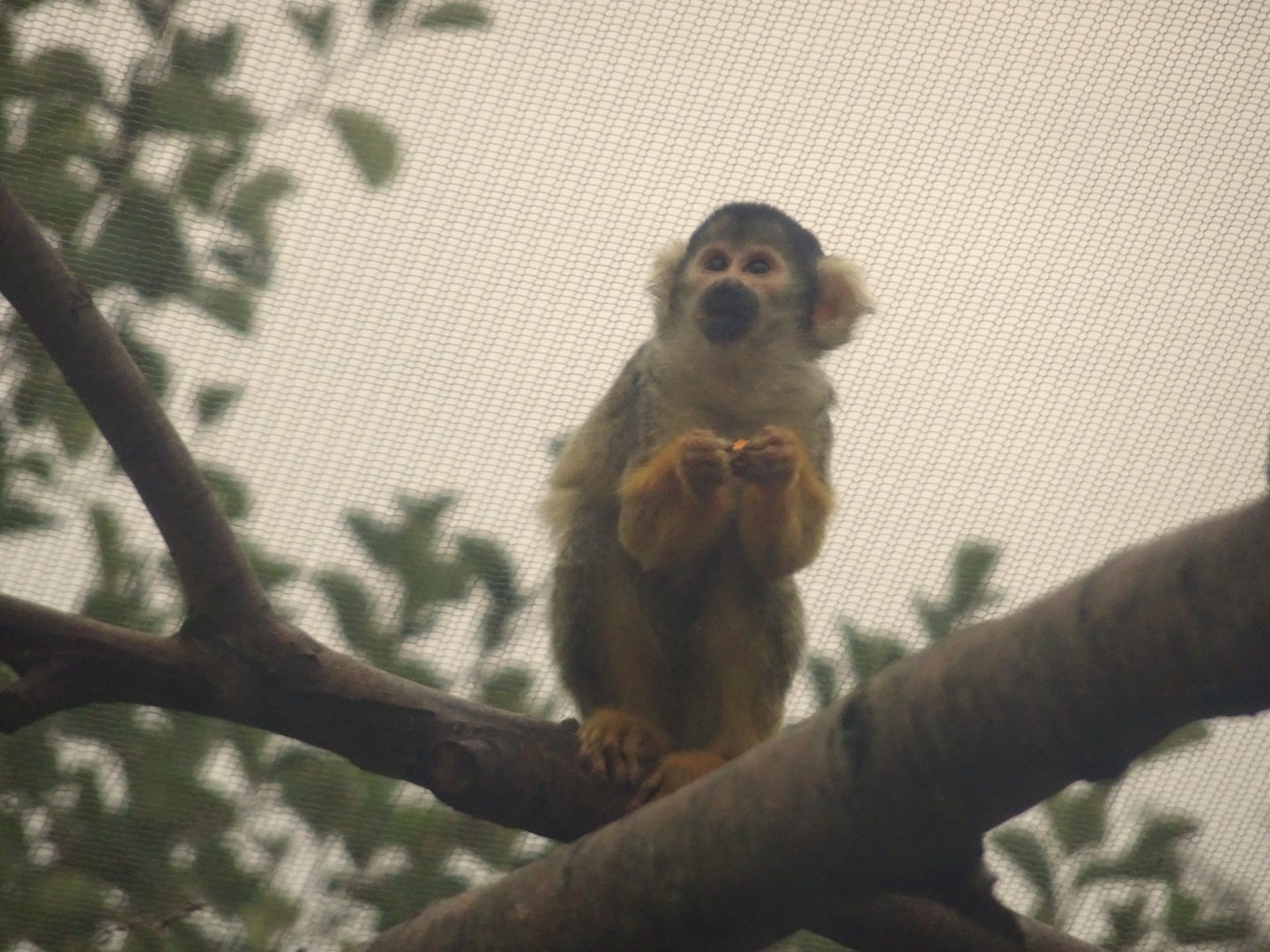 Black  capped squirrel monkey 18 October 2025
