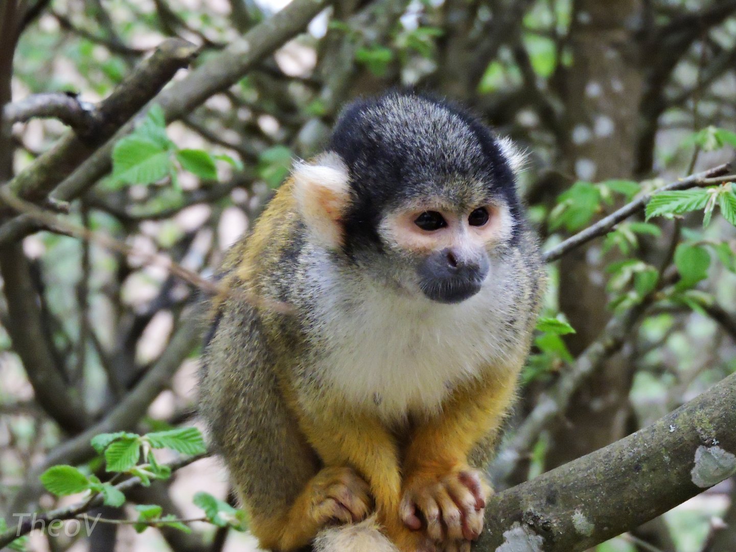 Black-capped squirrel monkey [2015]