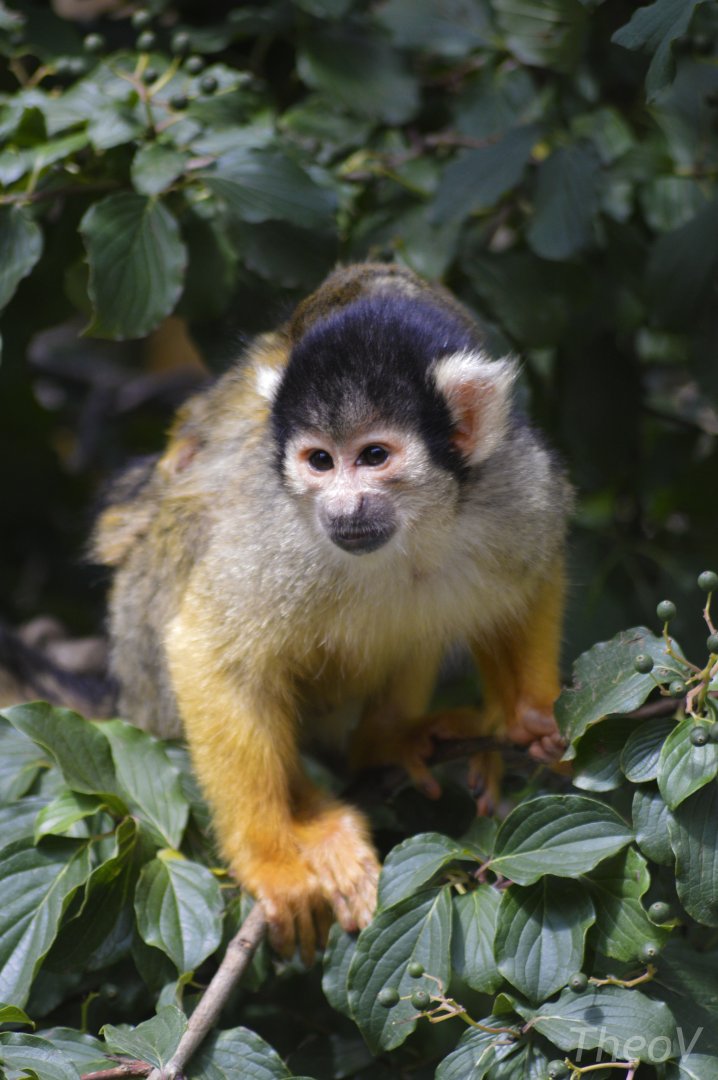 Black-capped squirrel monkey [2020]
