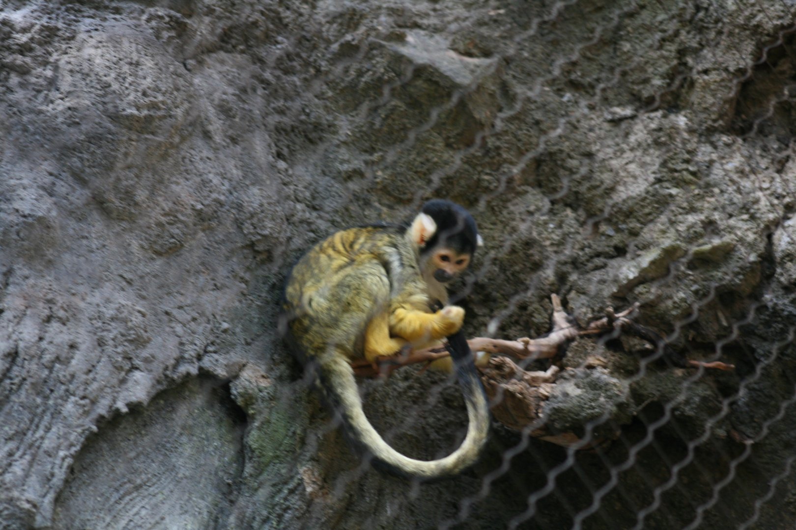 Black Capped Squirrel Monkey (3/9/2025)