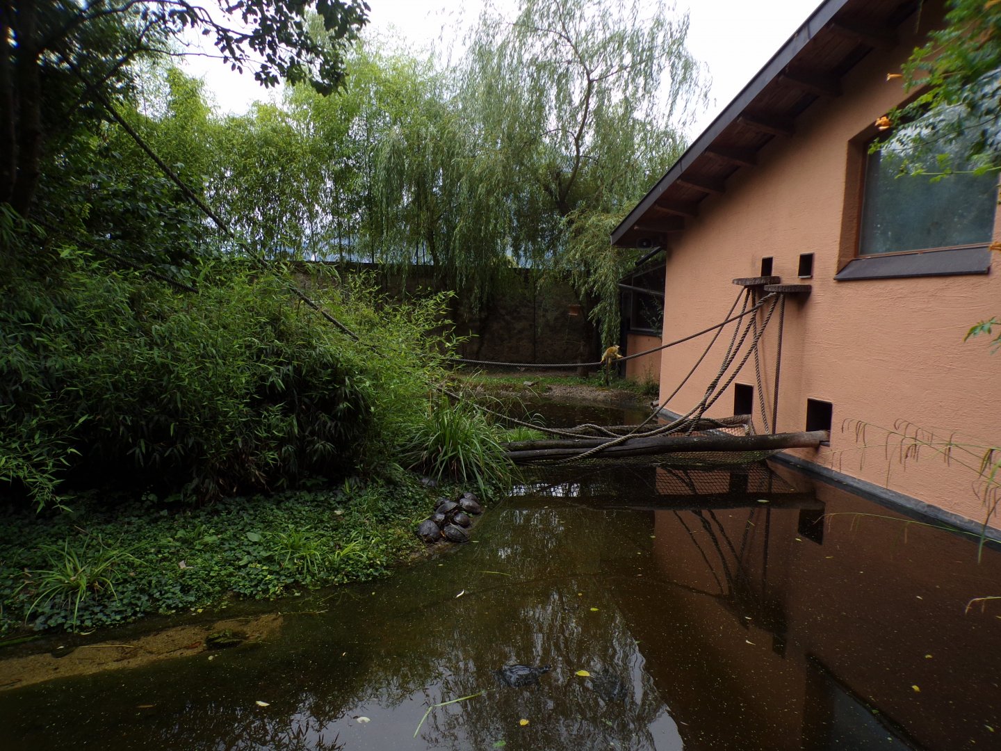 Black-capped squirrel monkey access to house 13.7.25
