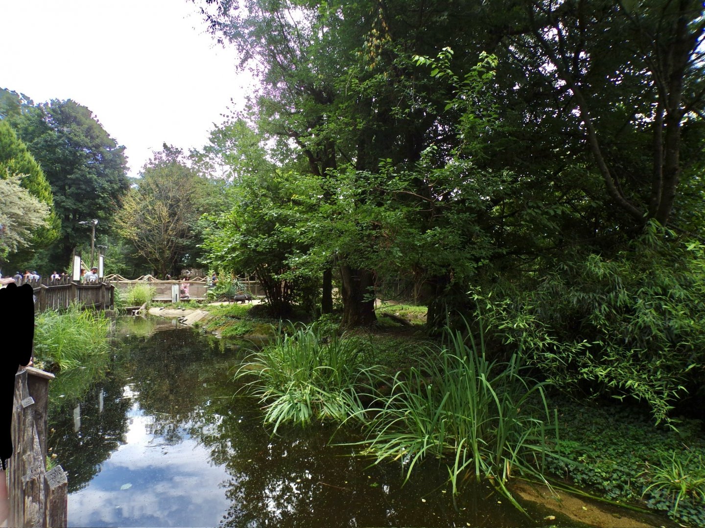 Black-capped squirrel monkey and mississippi pond turtle island 13.7.25