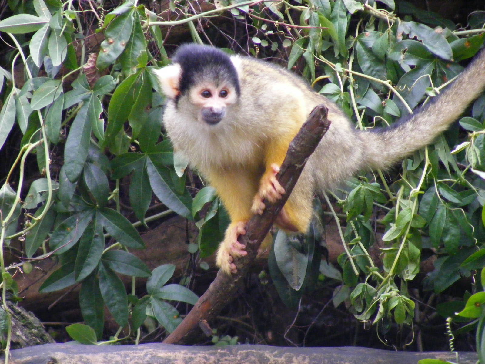 Black-capped squirrel monkey at London Zoo, 15 January 2011