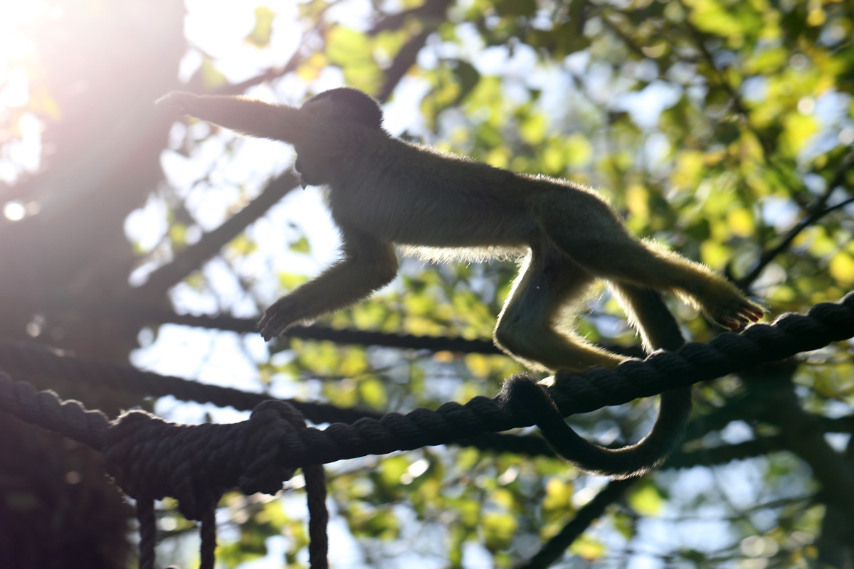 Black-capped Squirrel Monkey at ZSL London Zoo 2/11/2018