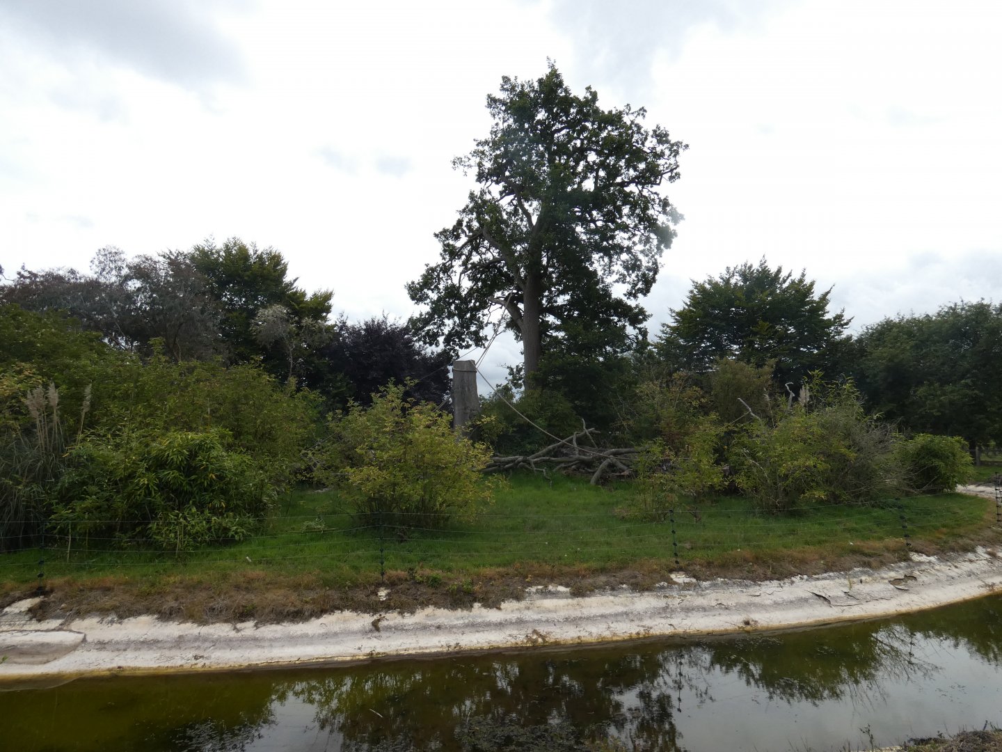 Black-capped Squirrel Monkey enclosure
