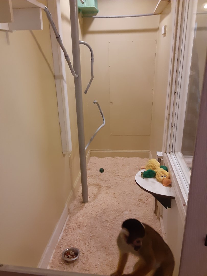 Black-capped Squirrel Monkey exhibit