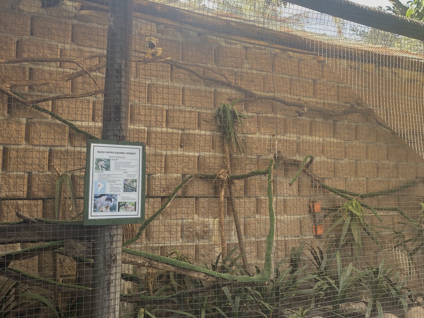 Black-Capped Squirrel Monkey Exhibit