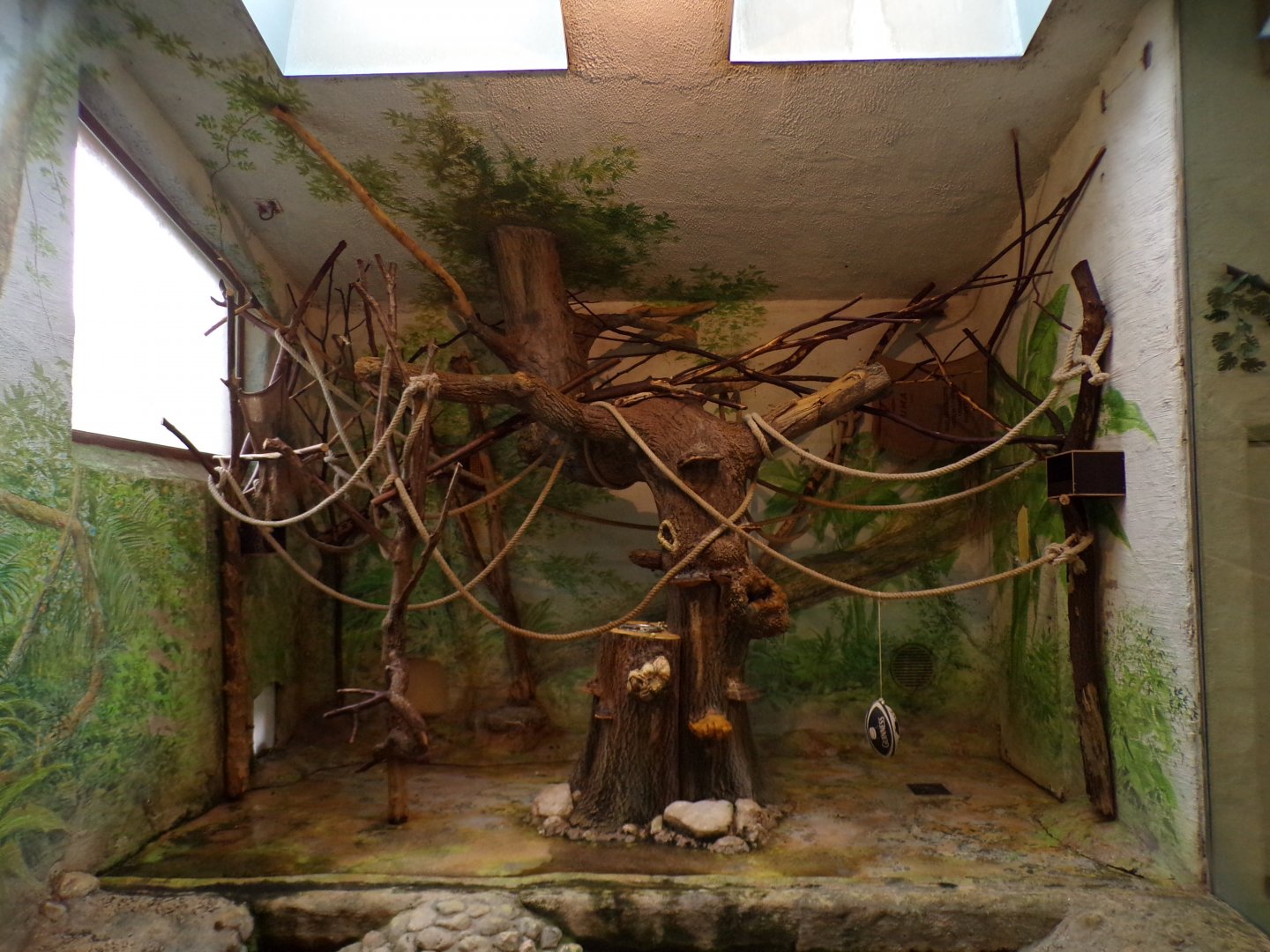 Black-capped squirrel monkey indoors 13.7.25