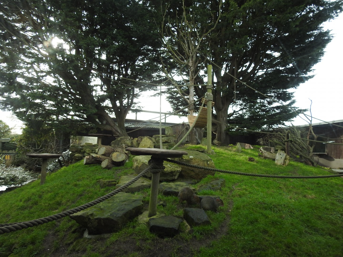 Black-Capped Squirrel Monkey (Saimiri boliviensis) and Azara's Agouti (Dasyprocta azarae) Enclosure 2