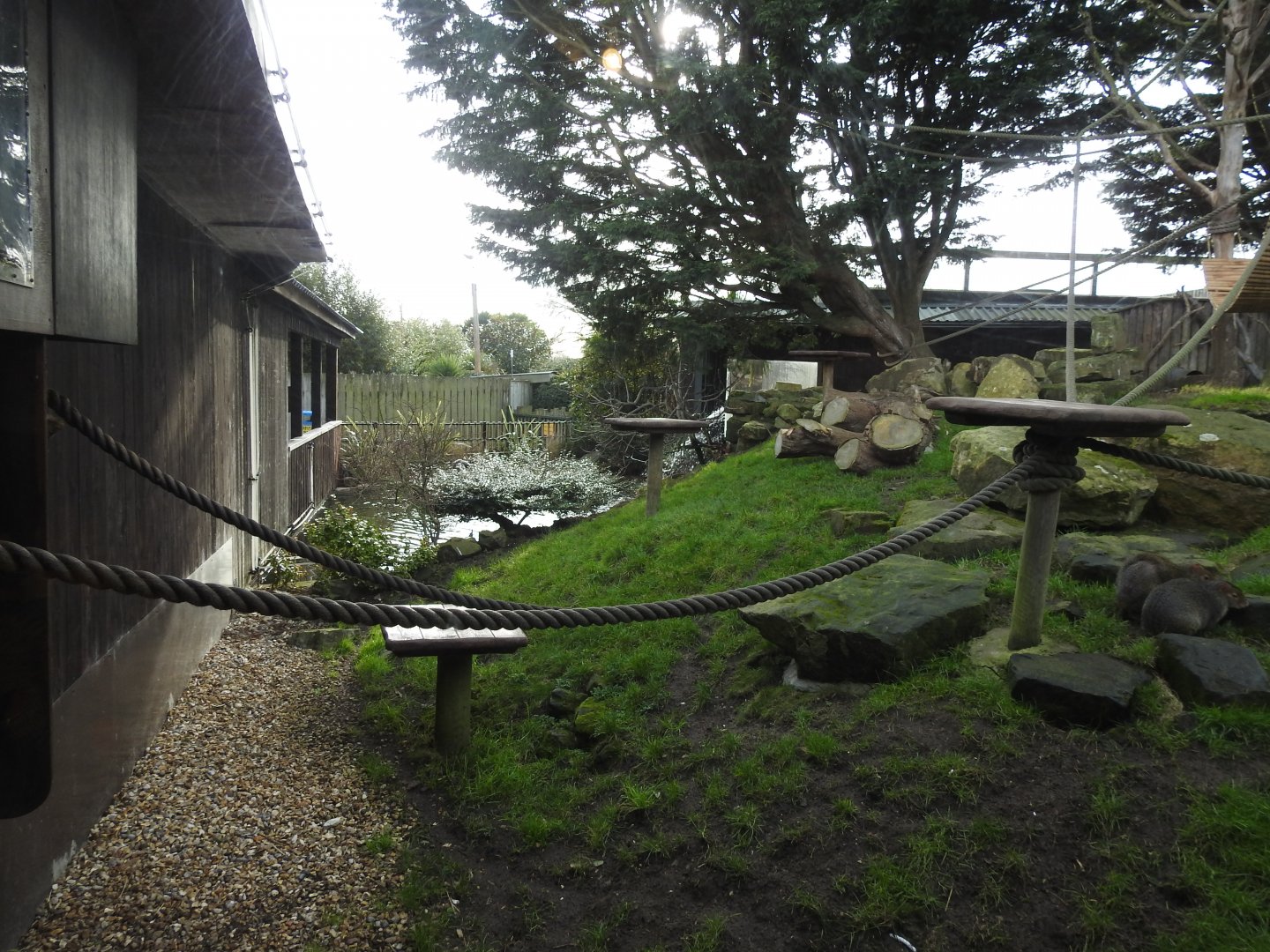 Black-Capped Squirrel Monkey (Saimiri boliviensis) and Azara's Agouti (Dasyprocta azarae) Enclosure