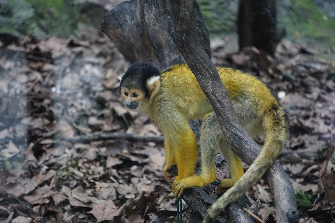 Black-capped squirrel monkey (Saimiri boliviensis)