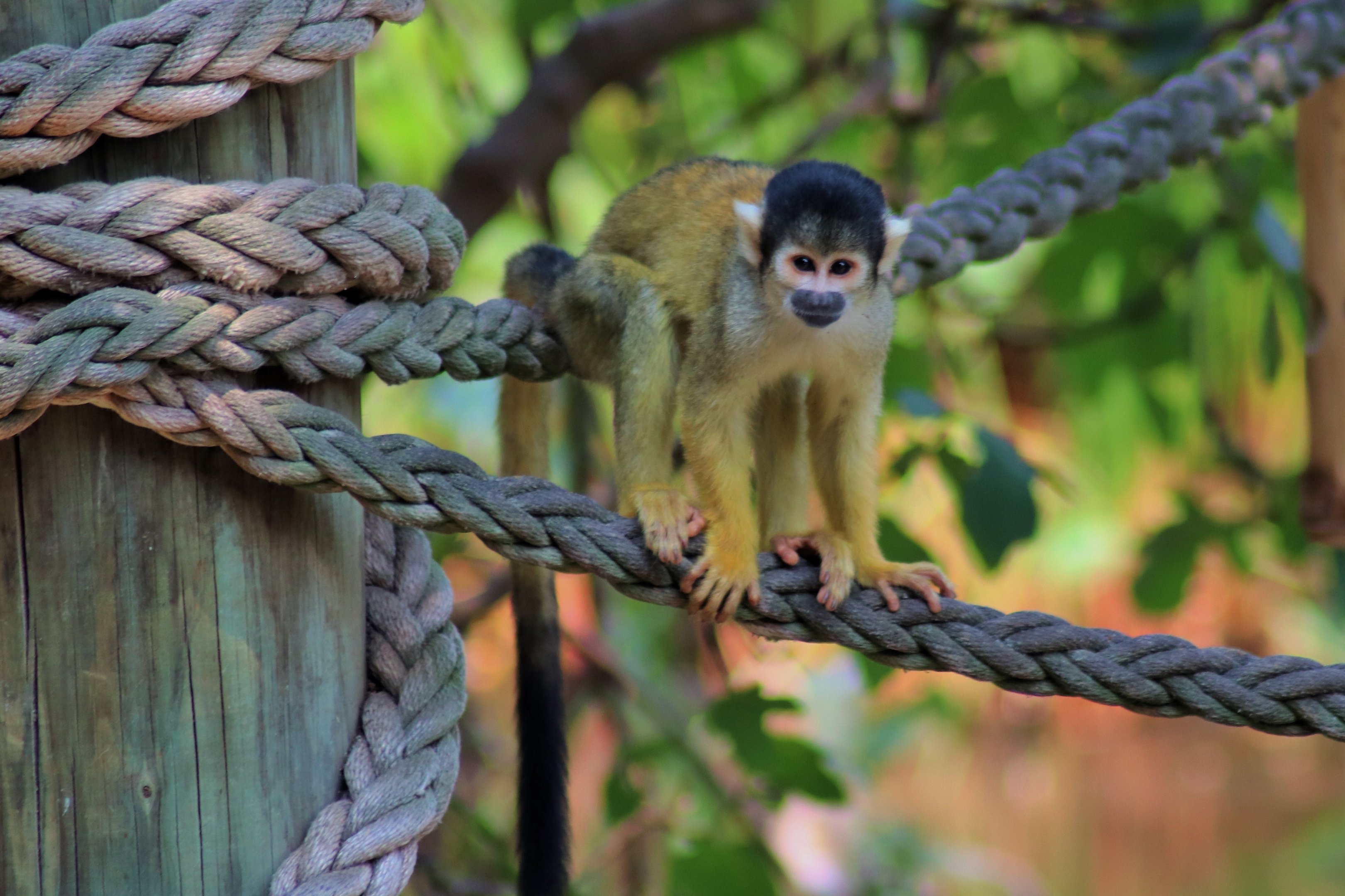 Black-capped Squirrel Monkey (Saimiri boliviensis)
