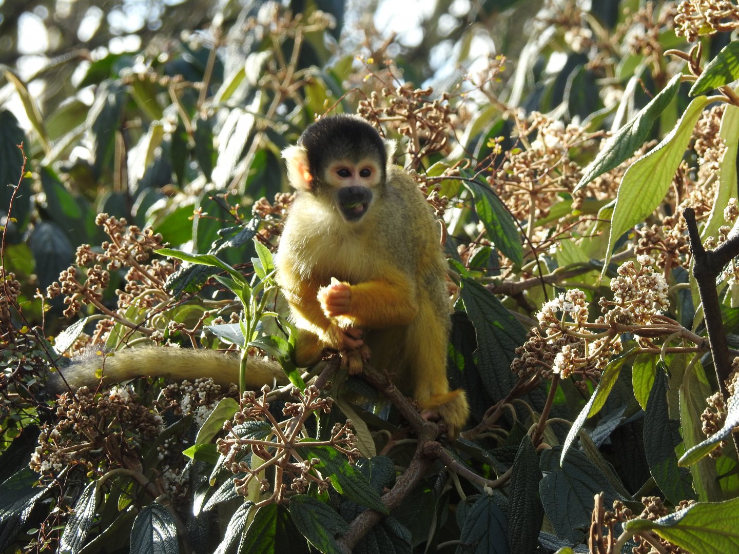 Black-Capped Squirrel Monkey (Saimiri boliviensis)