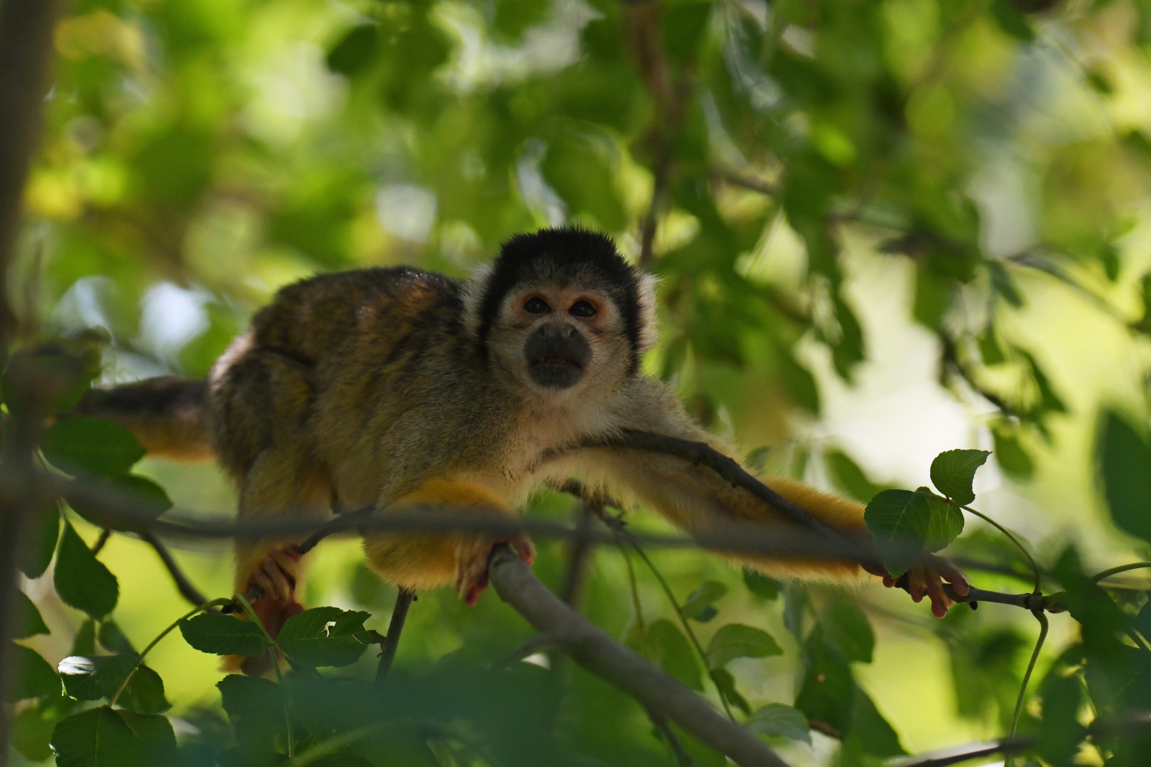 Black-capped squirrel monkey (Saimiri boliviensis)