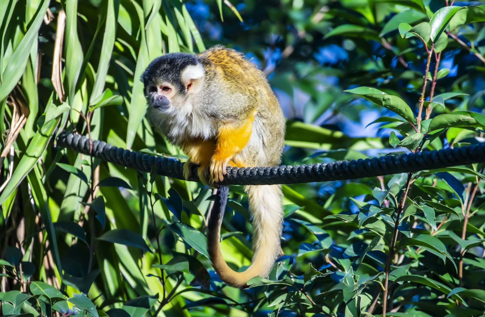 black-capped squirrel monkey (Saimiri boliviensis)